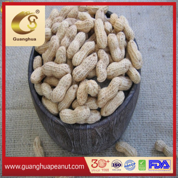 New Crop Roasted Peanut in Shell Exporting Quality From China